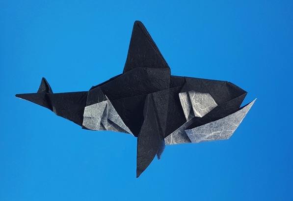 Origami Killer whale by Go Kinoshita. Folded from a square of Duo Thai paper by Gilad Aharoni on giladorigami.com