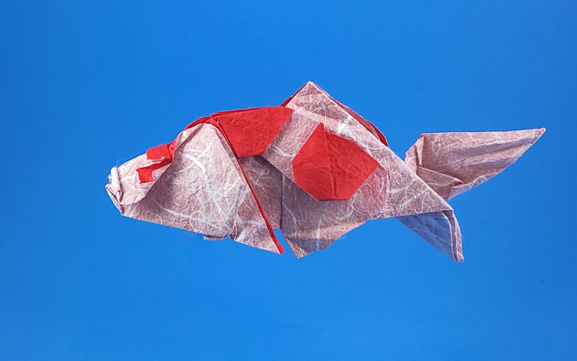 Origami Koi by KuCha (Mai Mingliang). Folded by Gilad Aharoni on giladorigami.com