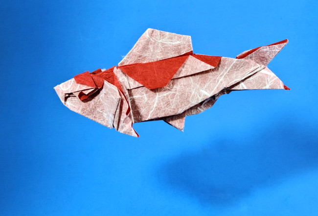 Origami Koi carp by Meng Weining (212moving). Folded from a square of Duo Thai origami paper by Gilad Aharoni on giladorigami.com